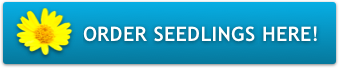 Order Seedlings Here!